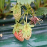 plant project thumbnail