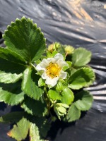 strawberry flower project thumbnail