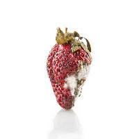 Strawberry project thumbnail