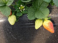 STRAWBERRY DISEASE AND RIPENESS project thumbnail