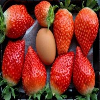 Fresas_deteccion project thumbnail