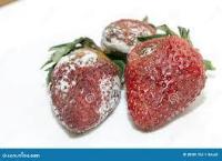 Rotten Strawberries project thumbnail