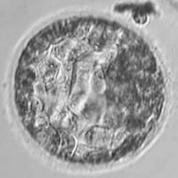 embryo classification project thumbnail