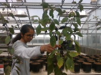 greenhouse_pepper project thumbnail