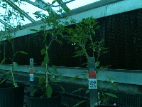 greenhouse_pepper_object project thumbnail
