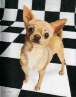 dogs project thumbnail
