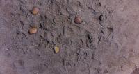 Invasive Seeds project thumbnail