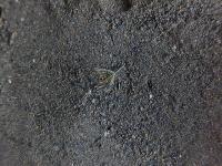Chromolaena Odorata v1 project thumbnail