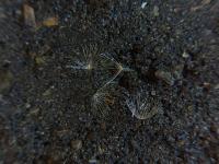 Chromolaena Odorata v2 project thumbnail