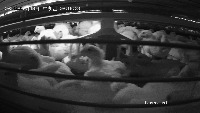 chicken project thumbnail