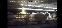 chicken2 project thumbnail