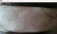pig1 project thumbnail