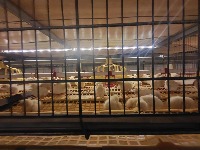 died chicken project thumbnail