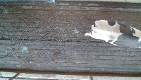 cow-count project thumbnail
