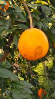 orange project thumbnail