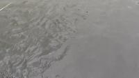 fish project thumbnail