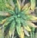 palmhealth project thumbnail