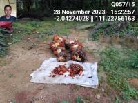 Oil palm fruit counting project thumbnail
