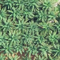 palm health detection project thumbnail