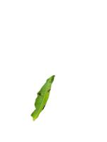mango leaf anthracnose project thumbnail