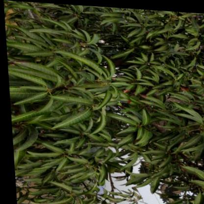 mango-leaf-detection Object Detection Dataset by Mohammad Rafay Khan