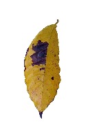 TanamanKopi project thumbnail
