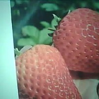 strawberry Object Detection Dataset by matt lucky