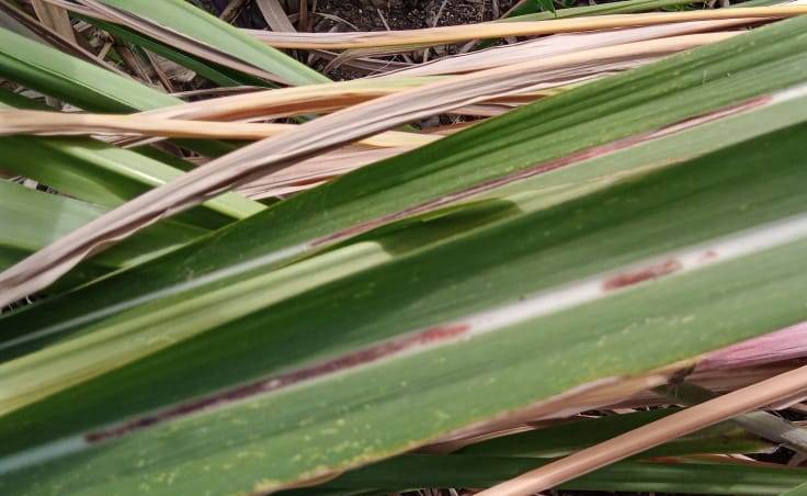 sugarcane_disease Object Detection Dataset by AldhitaProject