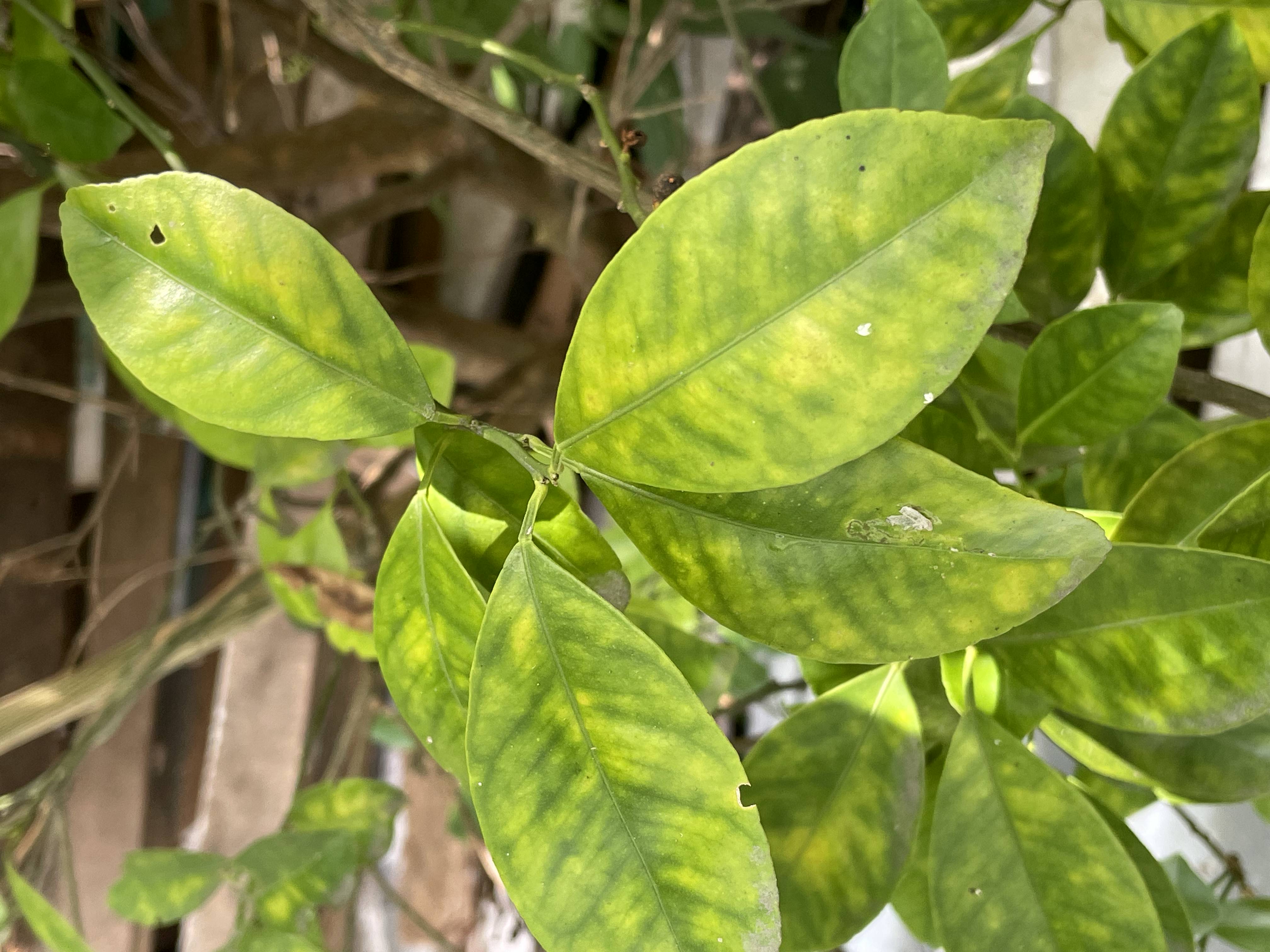 Calamansi Images Object Detection Dataset by Calamansi Leaf Augmented