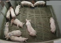 Pig-Bounding box project thumbnail