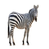 animal project thumbnail