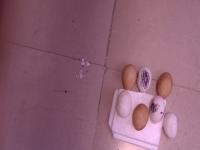 Egg_Data project thumbnail