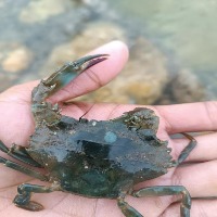 Crab Species Dataset project thumbnail
