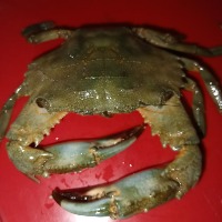 Crab Dataset Combined project thumbnail