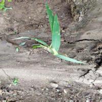 weed_detection project thumbnail