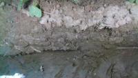 Weeds and Crop Detection v1.0 project thumbnail