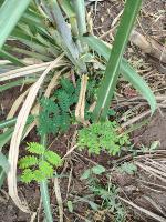 Sugarcane weed detection project thumbnail