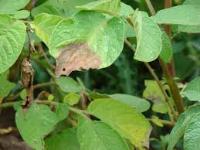 Leaf crop identification project thumbnail