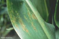 Crop Disease project thumbnail