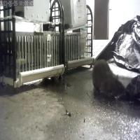 Rat Detection (rat-detection-vaxel) - Roboflow Universe