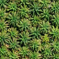 Palm Oil Point Classification TDID project thumbnail