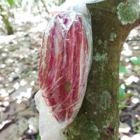 Healthy-Cacao project thumbnail