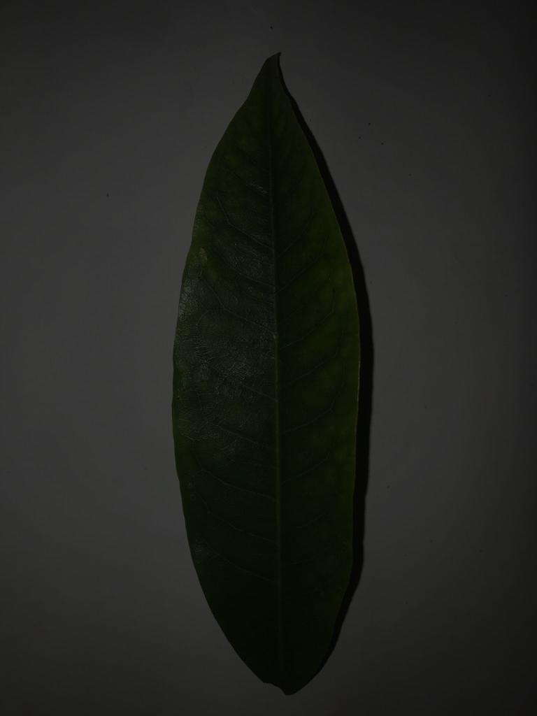 leaf durian Classification Dataset (v1, 2023-12-27 12:00pm) by Skripsi