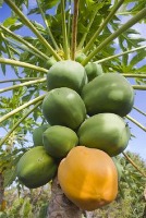 Nigeria fruit label project thumbnail
