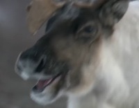 Raindeer project thumbnail