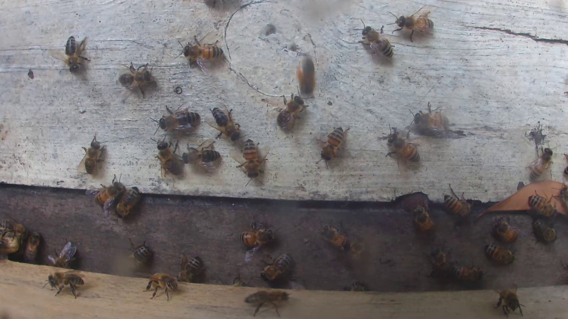 Bee detection Object Detection Model by Hornet Detection
