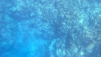 GreatBarrierReef project thumbnail