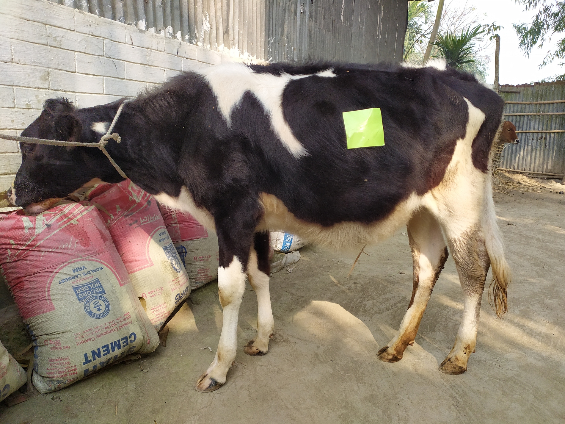 Cow Weight Instance Segmentation Dataset by test