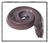 Hagfish project thumbnail
