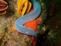 Hagfish(1) project thumbnail